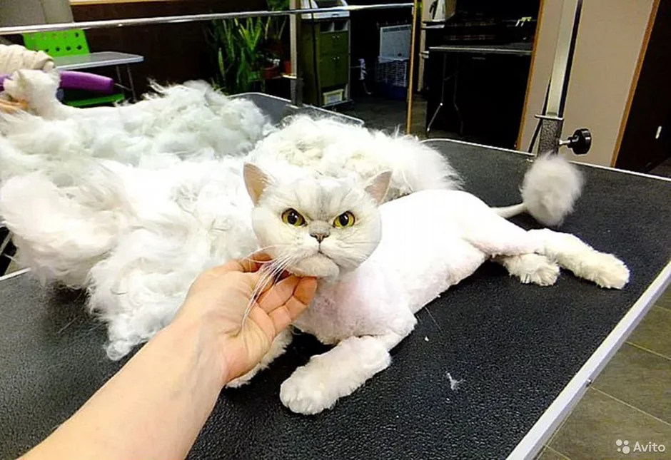 Стриженный кот