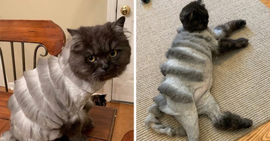 Стриженный кот