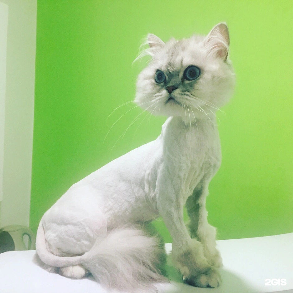 Стрижка котов курсы
