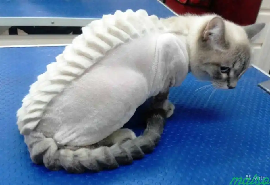 Стриженный кот