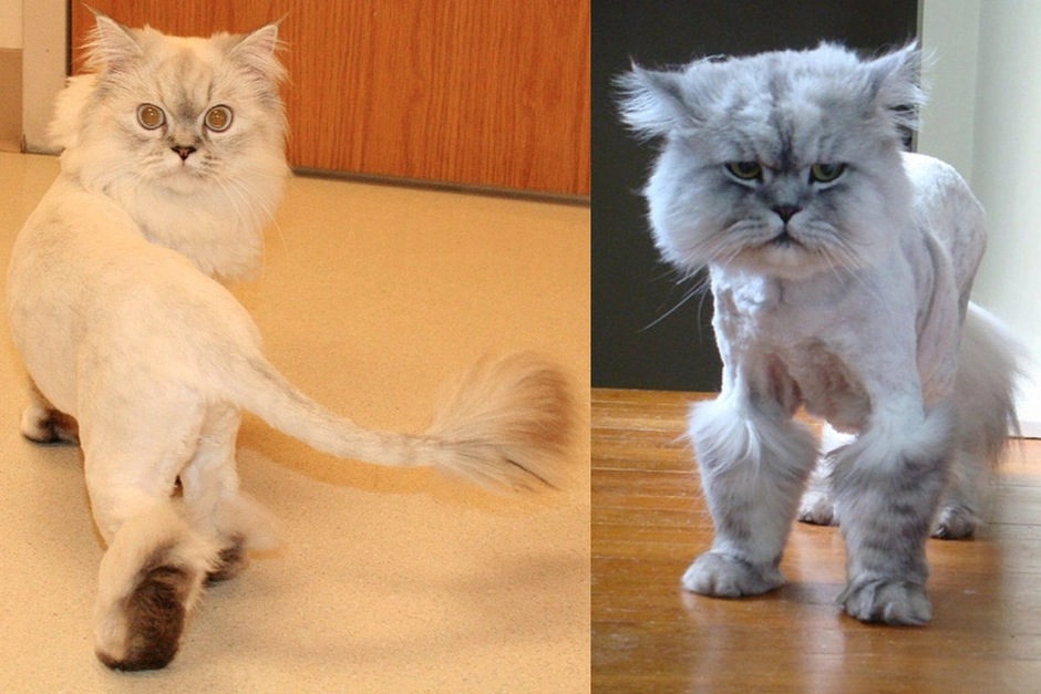 Стрижка кота