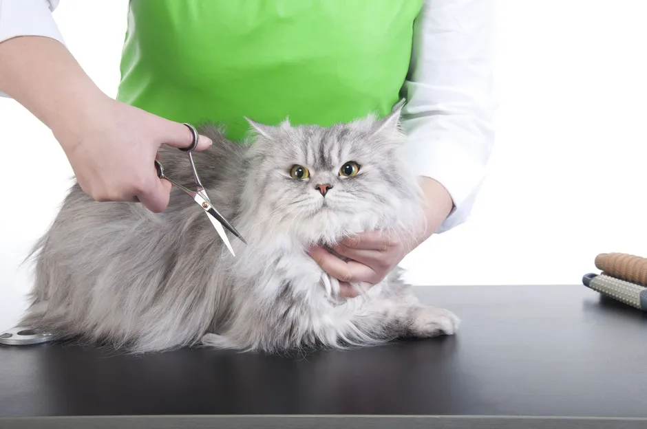 Стрижки кошек