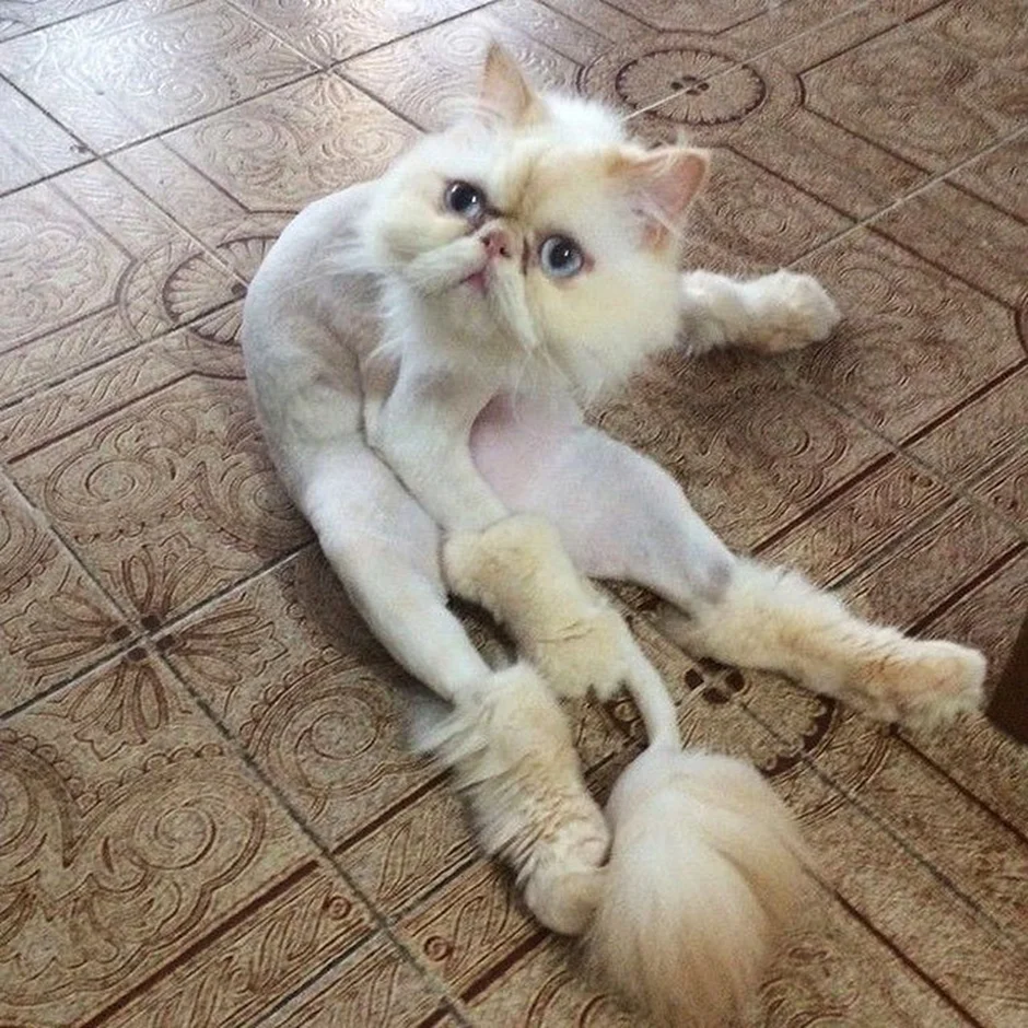 Кот стриженный под льва