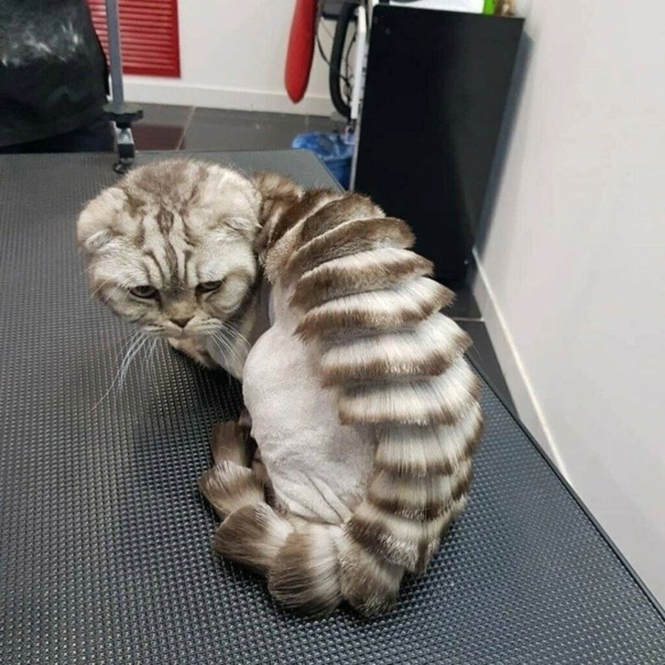 Подстриженный кот