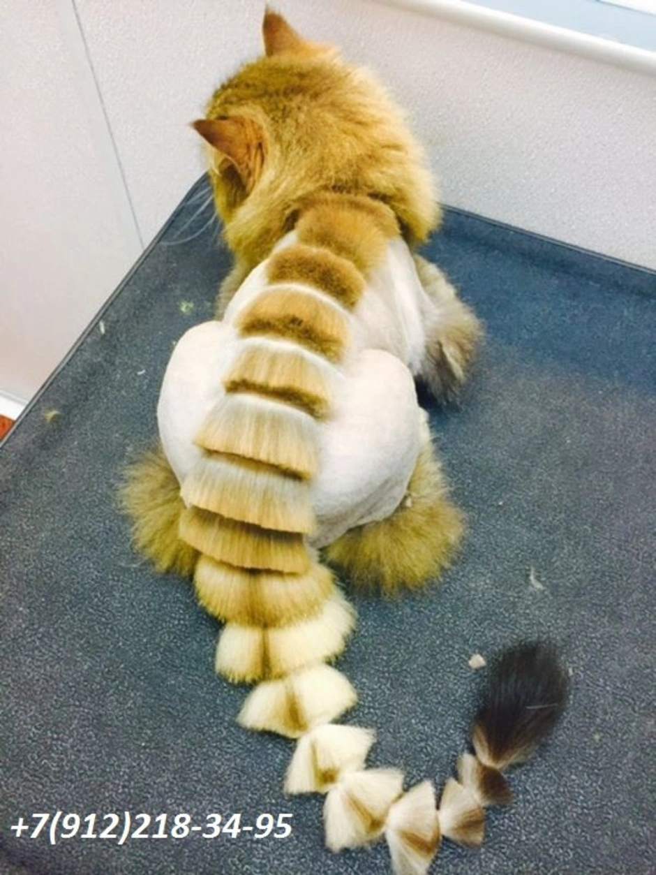 Модные стрижки кошек