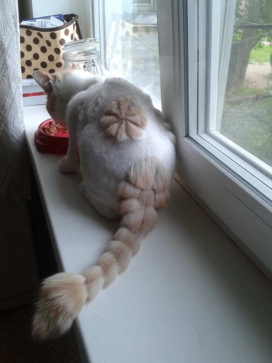 Стриженный британский кот