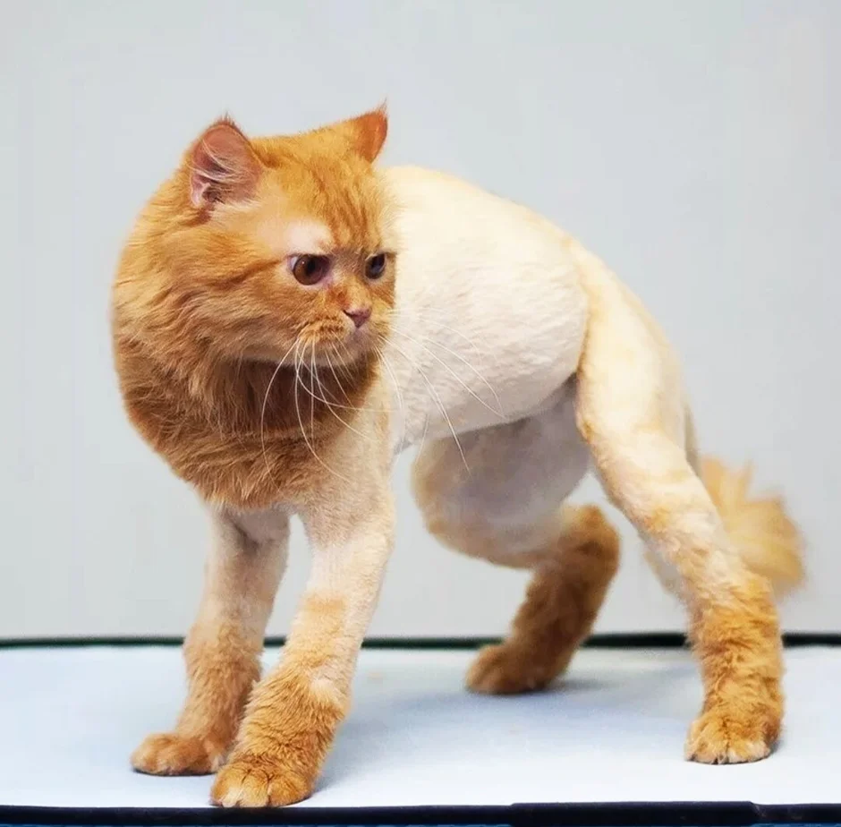 Кот стрижка