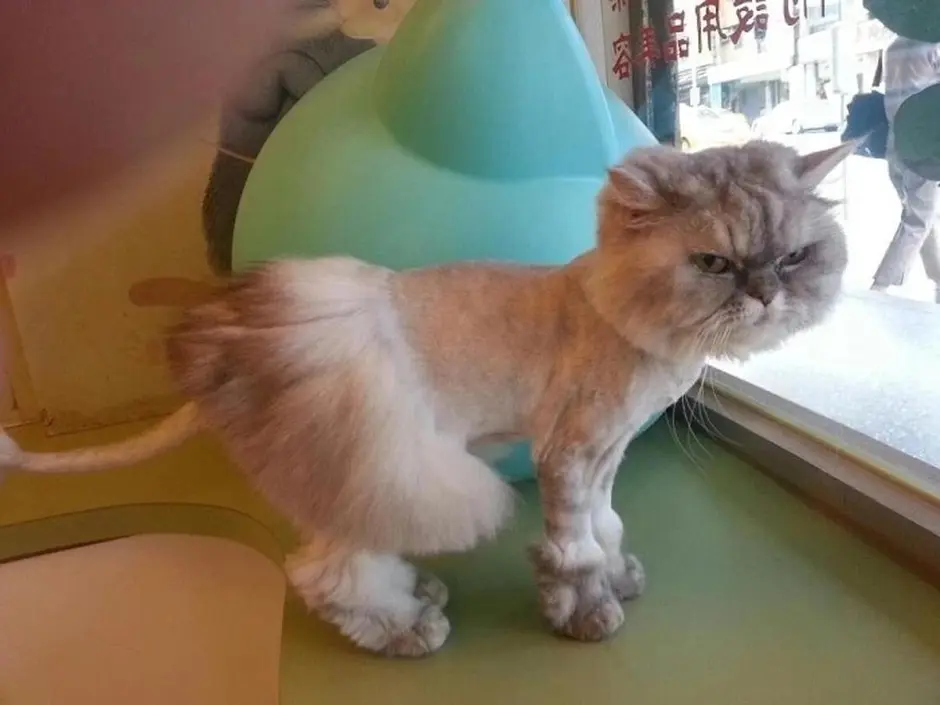 Подстриженный британский кот
