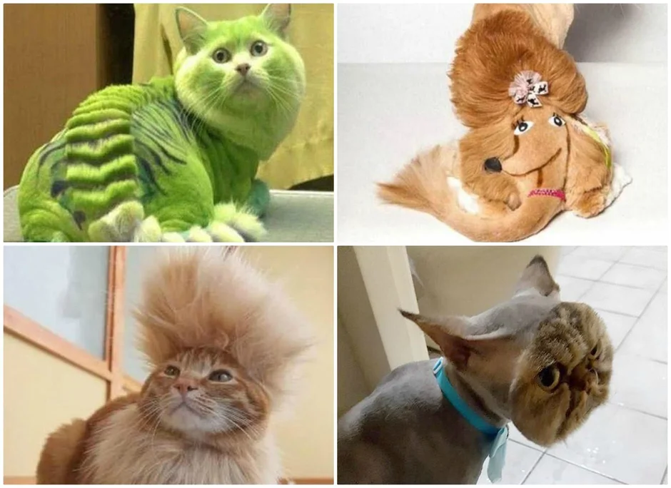 Подстриженный кот