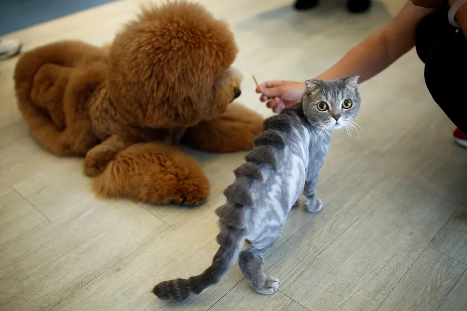 Стриженный кот