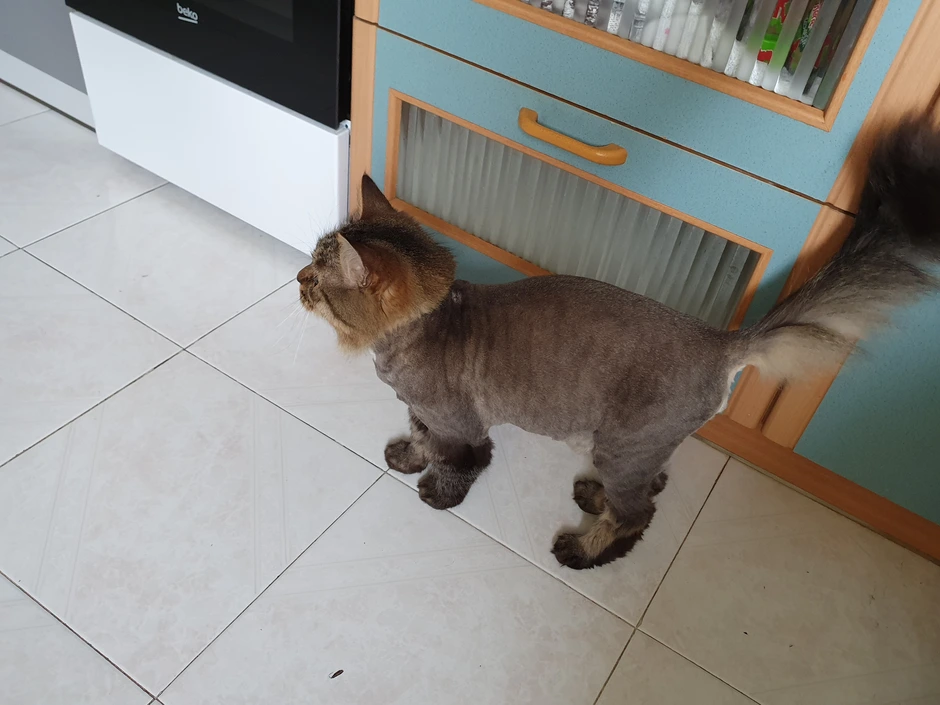 Стриженный кот