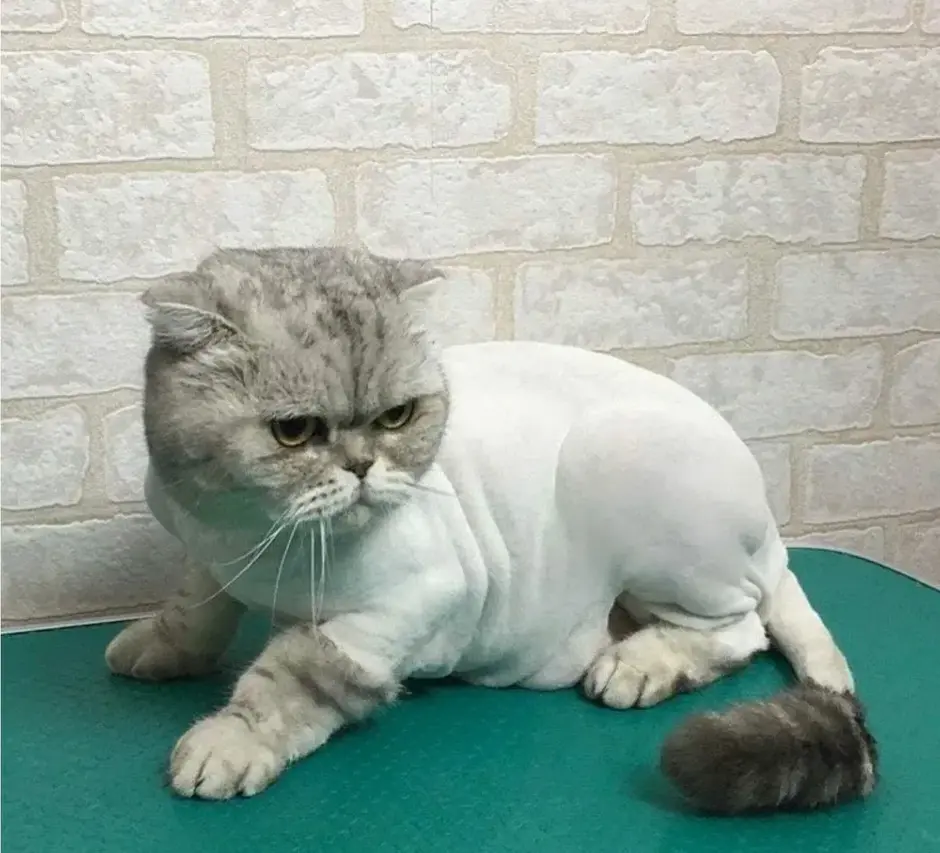 Стриженный кот