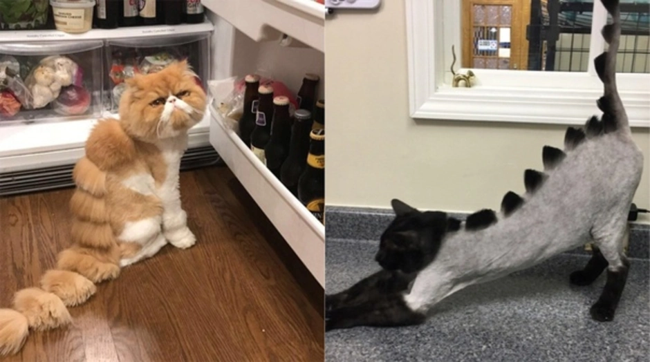 Кошачья стрижка модерн