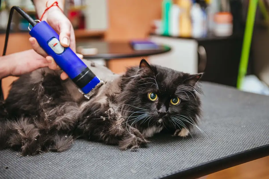 Стриженные кошки