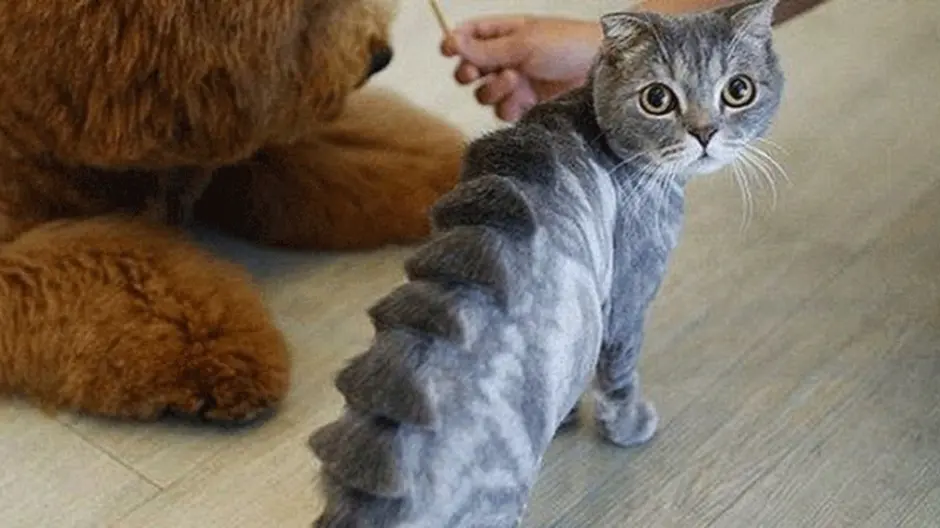 Подстриженный кот