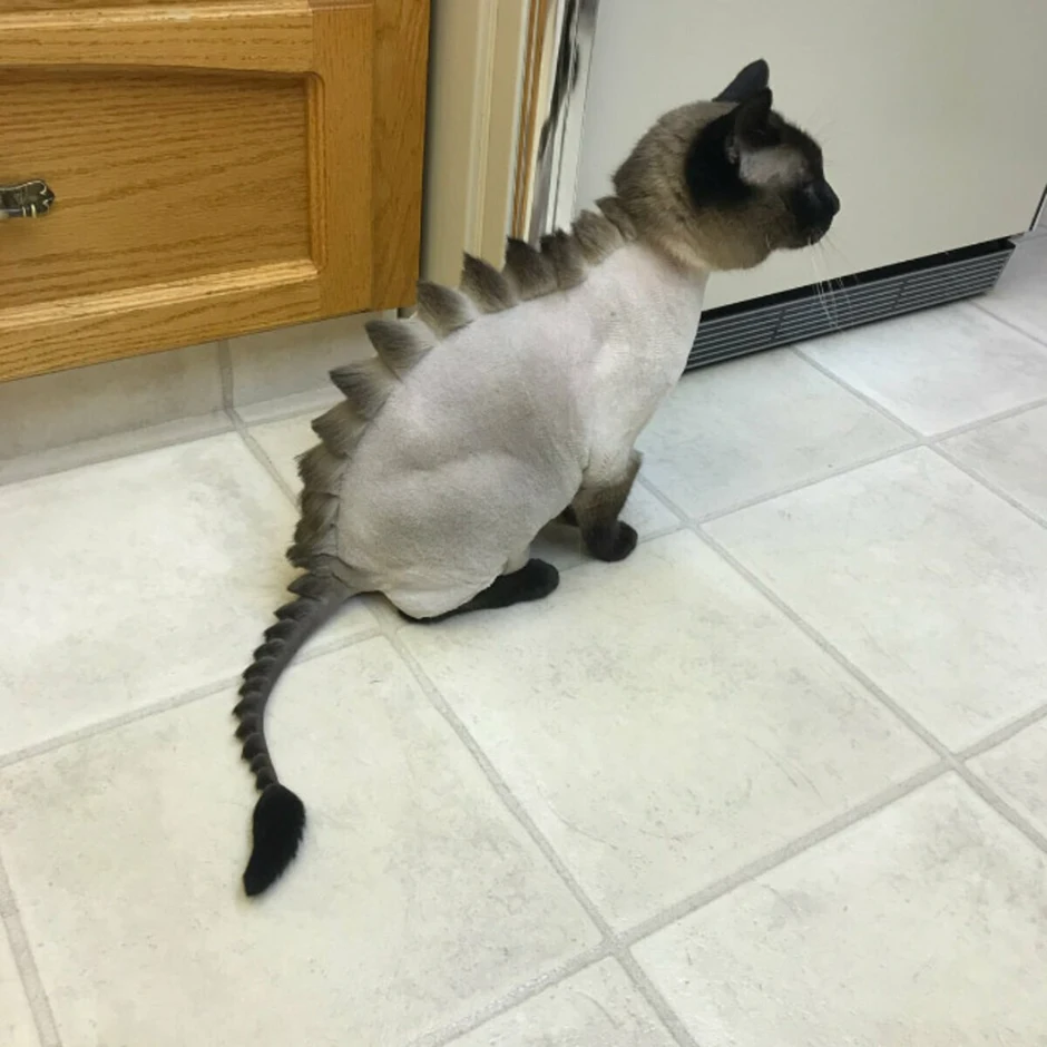 Стрижка кота под дракона