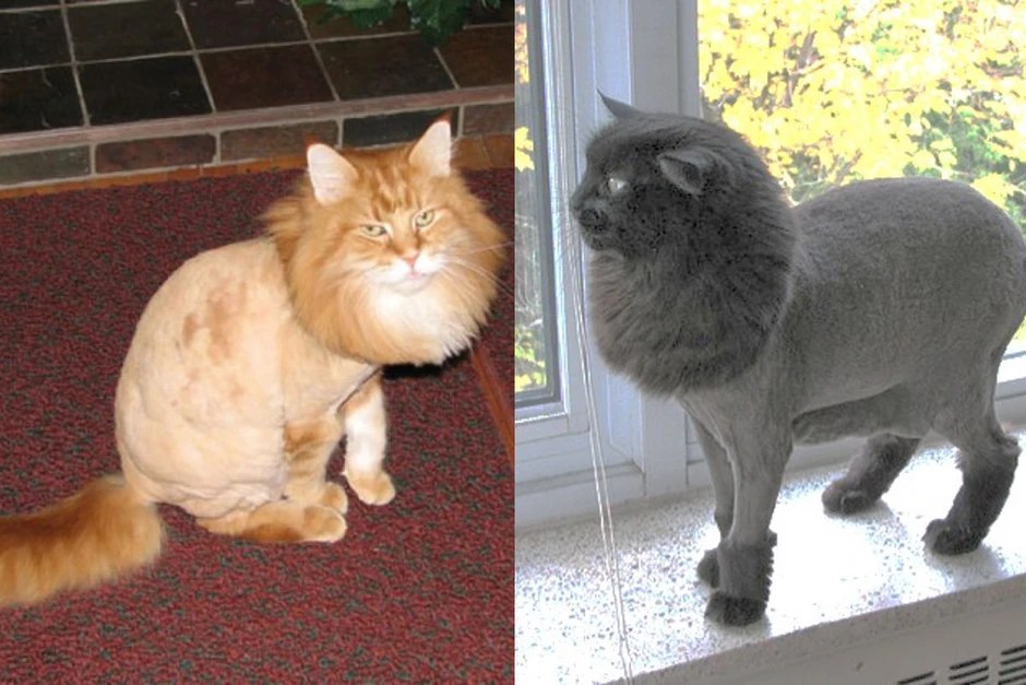 Стриженный кот