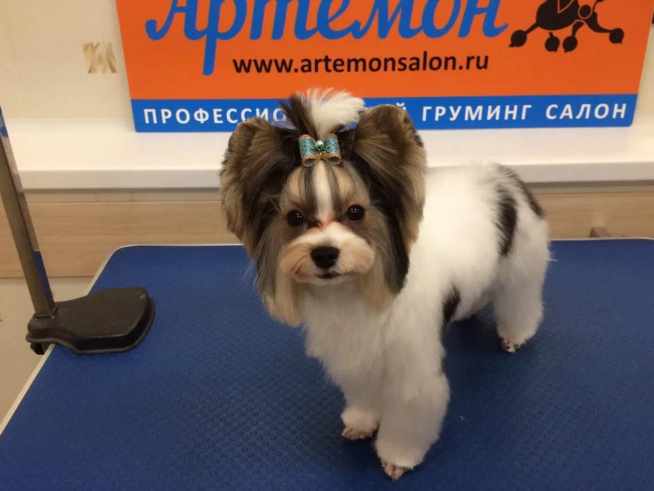 Йорк стрижка