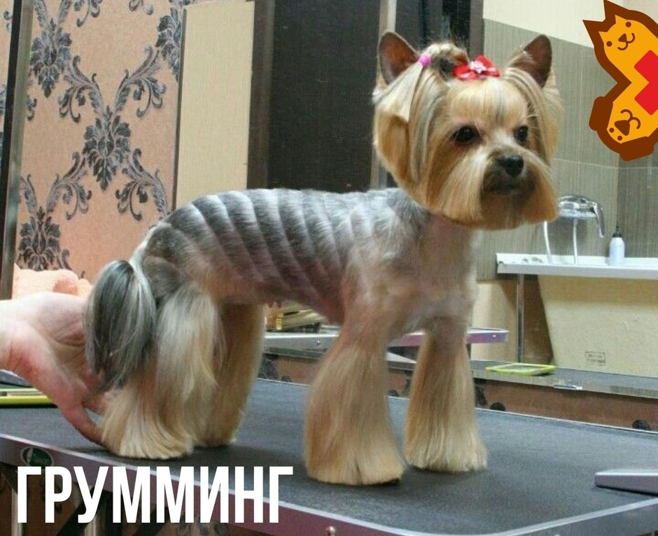 Стрижки для собак