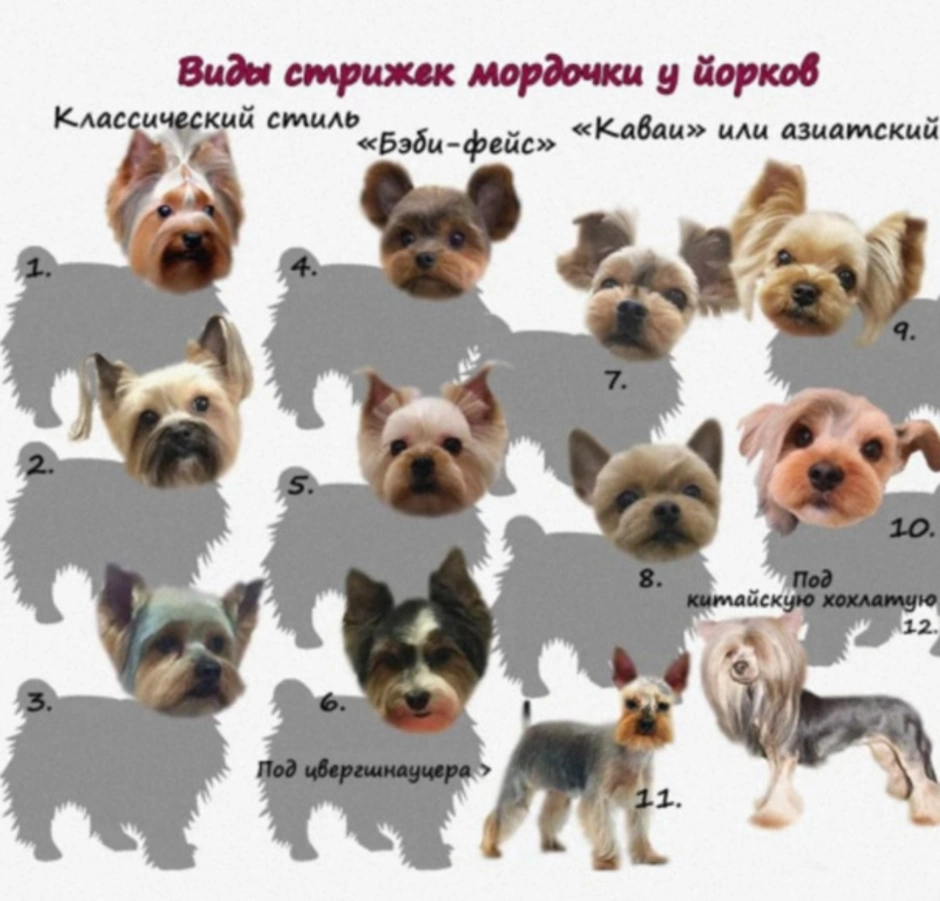 Йоркширский терьер стандарт породы