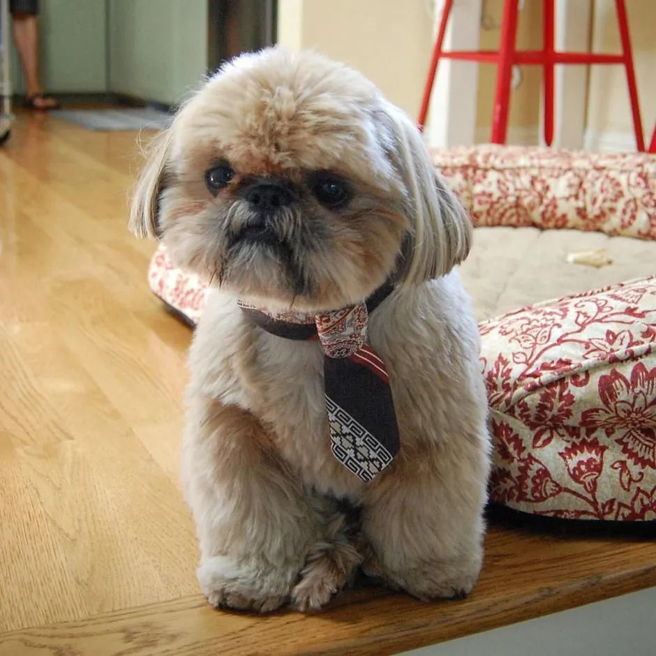 Shih tzu