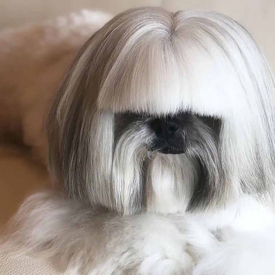 Собака ши тцу