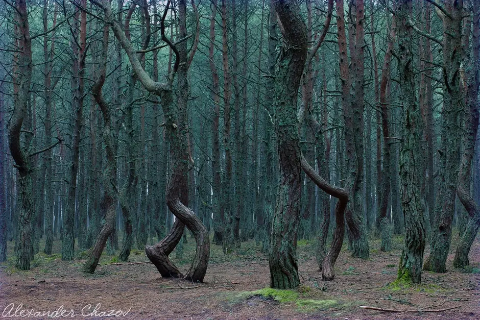 Нерейский лес куршская коса