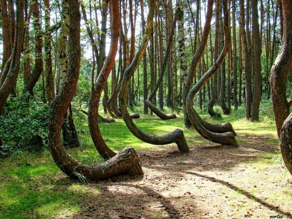 Куршская коса калининград танцующий лес