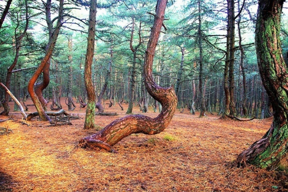 Нерейский лес куршская коса