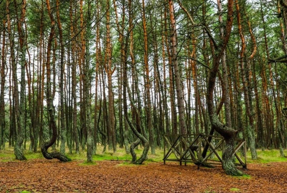 Лес куршская коса королевский осинник