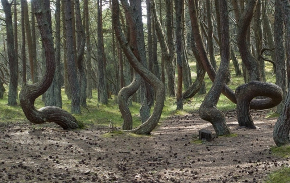 Нерейский лес куршская коса