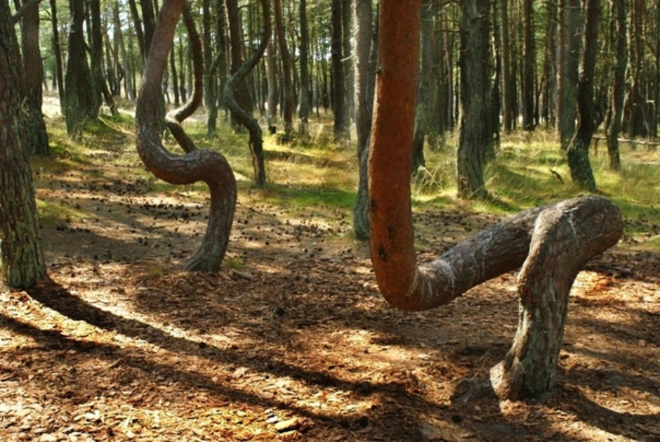 Куршская коса лес
