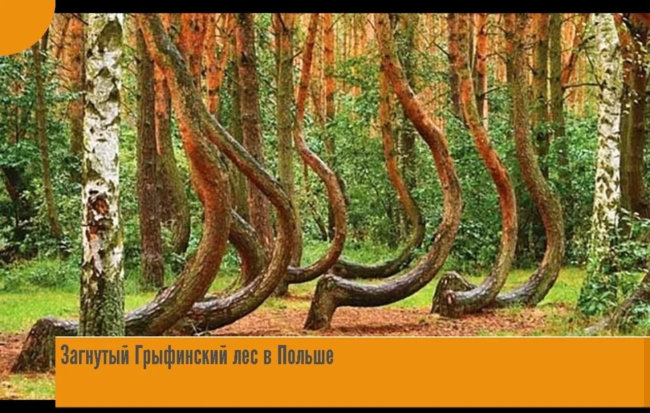 Танцующий лес куршская коса