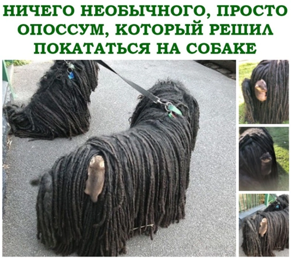 Собака со спутавшейся шерстью