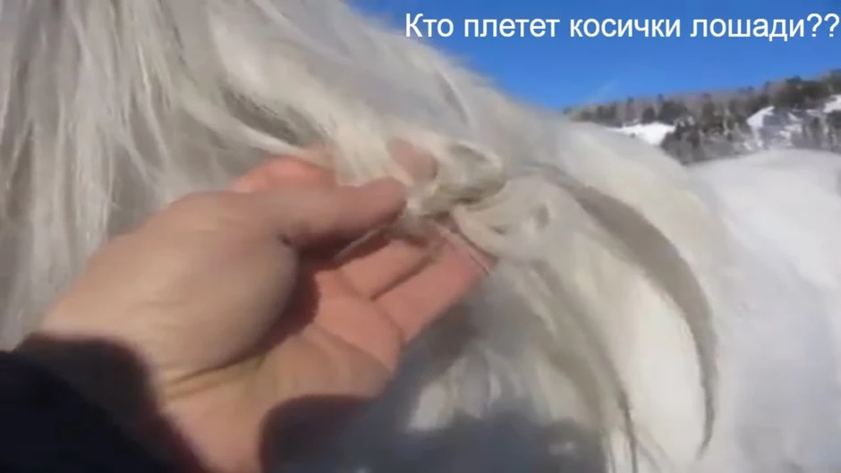 Лошадь с заплетенной гривой