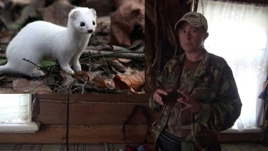 Ласка mustela nivalis