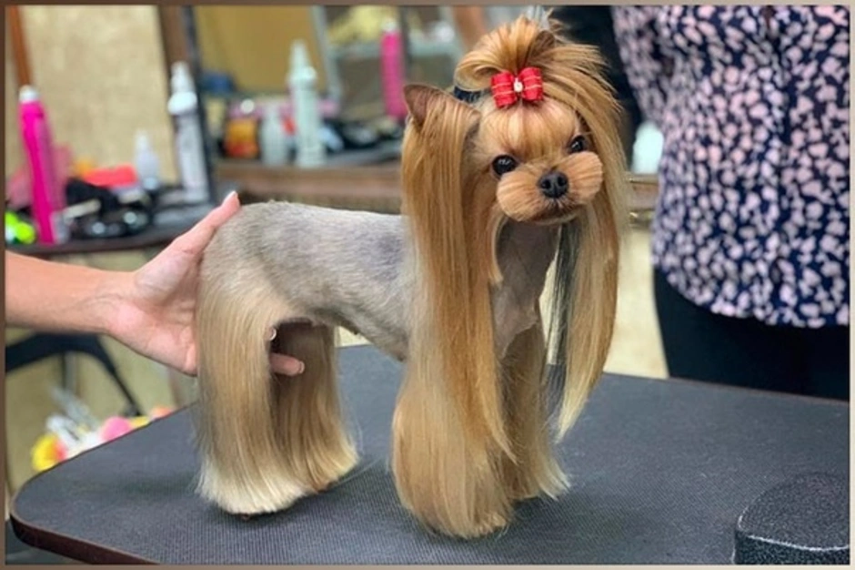 Азиатская стрижка йорка