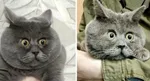 Косой кот федя фото