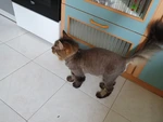 Стрижка котов картинки