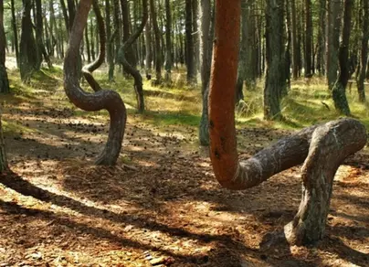 Танцующий лес на куршской косе фото